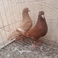 کبوتر سرک|پرنده|بهبهان, |دیوار