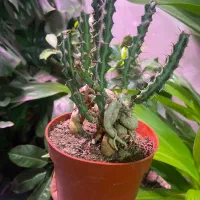 بنسای افوربیا|گل و گیاه طبیعی|تهران, شهرک ولیعصر شمالی|دیوار