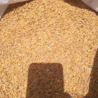 چلتیک فجر برنج