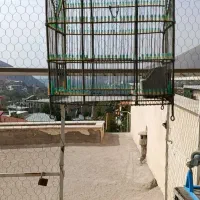 سهره و قناری قفس
