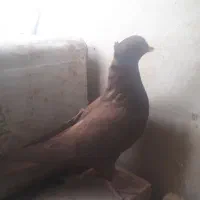 سرخ وزردکاکلی