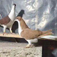 چند جفت سیاهپوش