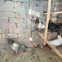 کبوتر غریب گیری|پرنده|شاهرود, |دیوار