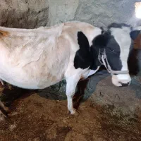 گاو داشتی|حیوانات مزرعه|بیرانوند, |دیوار