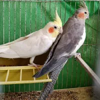 عروس هلندی ( جفت بالغ)|پرنده|سمنان, |دیوار