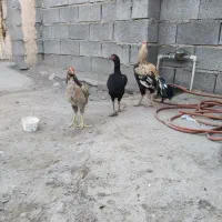 خروس|پرنده|میناب, |دیوار