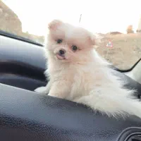 پامرنین خرسی ۷۰ روزه