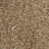 فروش گندم