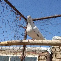 کبوتر پرشی|پرنده|گلپایگان, |دیوار
