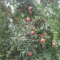 باغچه-فروشی