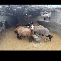 یک عدد میش جوان داشتی قیمت مناسب