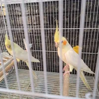 عروس هلندی با ۴تا جوجه|پرنده|شیراز, تندگویان|دیوار