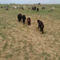 بره ۲ماه شیری .علف خور . مخصوص داشت