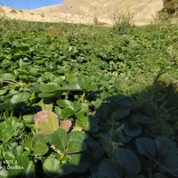 بوته توت فرنگی|گل و گیاه طبیعی|جیرفت, |دیوار