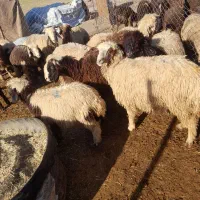 فروش بره عربی و بختیاری با قیمت مناسب