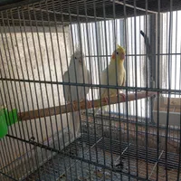 فروش عروس هلندی مولد کارداده