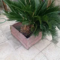 سیکاس ماده|گل و گیاه طبیعی|رشت, پاره بیجار|دیوار