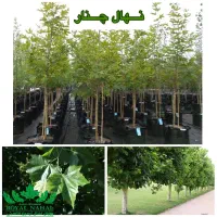 پیش خرید نهال چنار رویال نهال|خدمات باغبانی و درختکاری|اصفهان, باغ فدک|دیوار