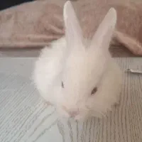 بچه خرگوش