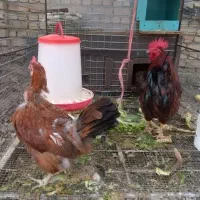 مرغ وخروس