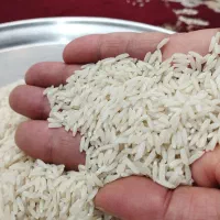 برنج هاشمی سورتینگ شده