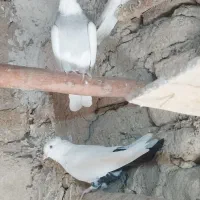 طوقی کاغتی کله ای تک سبز