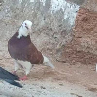 کبوتر