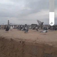 ۷۰کفترنر پریده