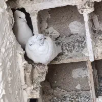 کفتر گم شده