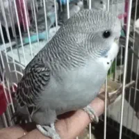 جوجه مرغ عشق و جوجه کوتوله|پرنده|نیشابور, فردوسی جنوبی|دیوار