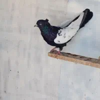 فروش سینه سیاه نر