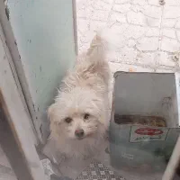 یک جفت سگ شیتزو|سگ|فیروزآباد (فارس), |دیوار