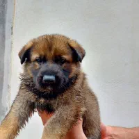 توله ژرمن ورک لاین سیبل|سگ|اشتهارد, |دیوار