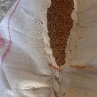 جو بذر