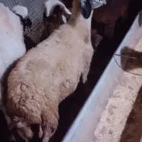 گوسفند آس توقلی لنگه دوقلو هنوز قوچ نخورده|حیوانات مزرعه|خان ببین, |دیوار