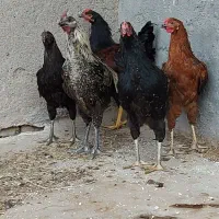 خروس