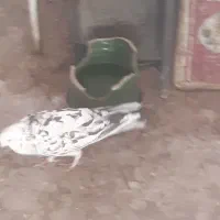 کبوتر نر|پرنده|قم, باغ کرباسی|دیوار