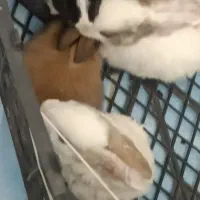 فروش|موش و خرگوش|فردوس (خراسان), |دیوار