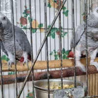 کاسکو واکلکتوس