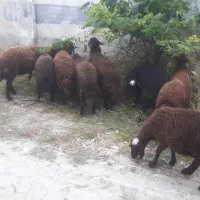 ۱۵ عدد بره