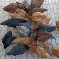 نیمچه برهما 5 ماهه لایت،مشکی،طلایی،پاتریچ،خاکستری