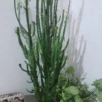 گل کاک طوس|آب‌سردکن و تصفیه آب|دیواندره, |دیوار