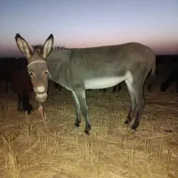 خر گلگی
