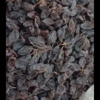 مویز نو امسال