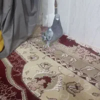 کفترسبزپرشی