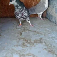 کفتر جفت سینه. کفتر جفت شهری|پرنده|شیراز, کوشک میدان|دیوار