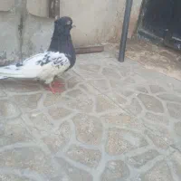 کفتر کله سیاه نر
