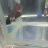 فایتر|ماهی|اهواز, معین زاده|دیوار