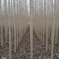 نهالستان فروش انواع نهال گردو و صنوبر و میوه|خدمات باغبانی و درختکاری|شهر بابک, |دیوار