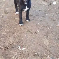 واگذاری سرابی سه ماهو نیم